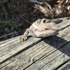 Amphibolurus muricatus (Jacky Lizard) at Bermagui, NSW - 27 Dec 2018 by Busygirl