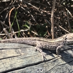 Amphibolurus muricatus at Bermagui, NSW - 27 Dec 2018