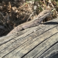 Amphibolurus muricatus at Bermagui, NSW - 27 Dec 2018