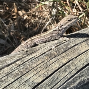 Amphibolurus muricatus at Bermagui, NSW - 27 Dec 2018