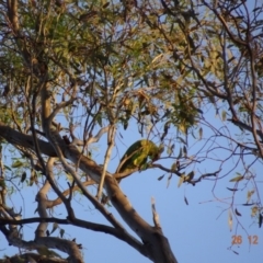 Polytelis swainsonii (Superb Parrot) at Red Hill, ACT - 26 Dec 2018 by TomT