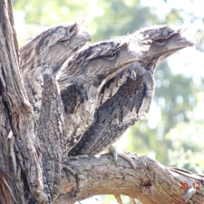 Podargus strigoides (Tawny Frogmouth) at Hughes Grassy Woodland - 19 Dec 2018 by TomT