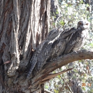 Podargus strigoides at Hughes, ACT - 20 Dec 2018 09:22 AM