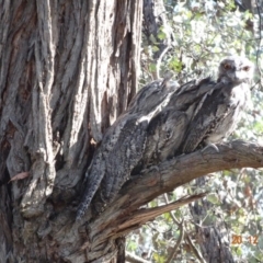 Podargus strigoides at Hughes, ACT - 20 Dec 2018