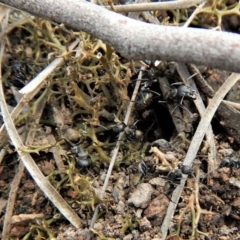 Camponotus aeneopilosus (A Golden-tailed sugar ant) at Dunlop, ACT - 22 Dec 2018 by CathB