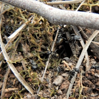 Camponotus aeneopilosus (A Golden-tailed sugar ant) at Aranda Bushland - 22 Dec 2018 by CathB