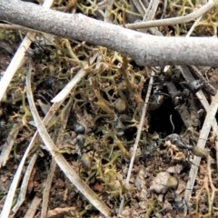 Camponotus aeneopilosus at Dunlop, ACT - 22 Dec 2018