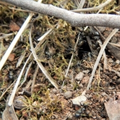 Camponotus aeneopilosus at Dunlop, ACT - 22 Dec 2018