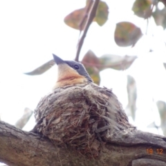 Myiagra rubecula (Leaden Flycatcher) at Deakin, ACT - 26 Dec 2018 by TomT