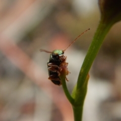 Chrysomelidae sp. (family) (Unidentified Leaf Beetle) at Point 49 - 22 Dec 2018 by CathB