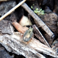 Chrysomelidae sp. (family) at Dunlop, ACT - 22 Dec 2018