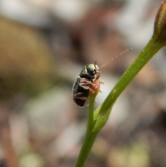 Chrysomelidae sp. (family) at Dunlop, ACT - 22 Dec 2018