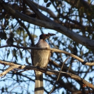 Philemon corniculatus at Deakin, ACT - 24 Dec 2018 07:33 PM