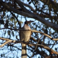 Philemon corniculatus (Noisy Friarbird) at Deakin, ACT - 24 Dec 2018 by TomT