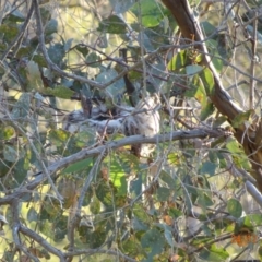 Philemon corniculatus at Deakin, ACT - 24 Dec 2018