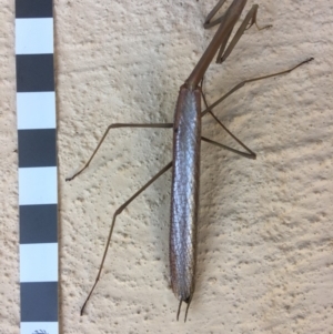 Tenodera australasiae at Mirador, NSW - 27 Dec 2018