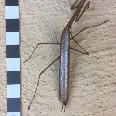 Tenodera australasiae (Purple-winged mantid) at Mirador, NSW - 27 Dec 2018 by hynesker1234