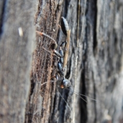 Stephanidae (family) (Stephanid wasp) at Aranda, ACT - 27 Dec 2018 by CathB