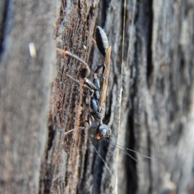 Stephanidae (family) (Stephanid wasp) at Aranda, ACT - 27 Dec 2018 by CathB