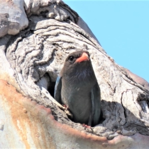 Eurystomus orientalis at Carwoola, NSW - 27 Dec 2018