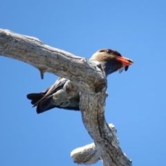 Eurystomus orientalis at Carwoola, NSW - 27 Dec 2018