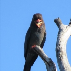 Eurystomus orientalis at Carwoola, NSW - 27 Dec 2018