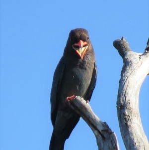 Eurystomus orientalis at Carwoola, NSW - 27 Dec 2018