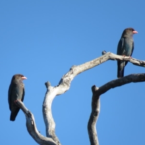 Eurystomus orientalis at Carwoola, NSW - 27 Dec 2018