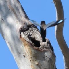 Eurystomus orientalis at Carwoola, NSW - 27 Dec 2018