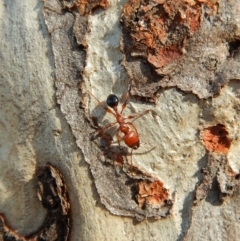 Podomyrma gratiosa (Muscleman tree ant) at Dunlop, ACT - 26 Dec 2018 by CathB