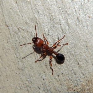 Podomyrma gratiosa at Dunlop, ACT - 27 Dec 2018 08:08 AM