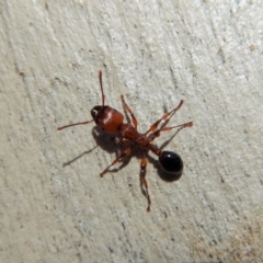 Podomyrma gratiosa at Dunlop, ACT - 27 Dec 2018