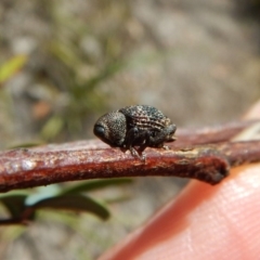 Tyrtaeosus sp. (genus) (Weevil) at Aranda Bushland - 22 Dec 2018 by CathB