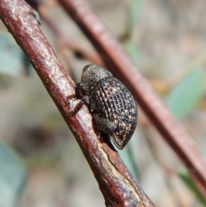 Tyrtaeosus sp. (genus) at Dunlop, ACT - 22 Dec 2018 12:11 PM