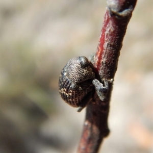 Tyrtaeosus sp. (genus) at Dunlop, ACT - 22 Dec 2018 12:11 PM