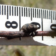 Tyrtaeosus sp. (genus) at Dunlop, ACT - 22 Dec 2018 12:11 PM