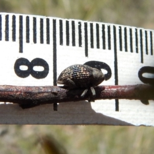 Tyrtaeosus sp. (genus) at Dunlop, ACT - 22 Dec 2018
