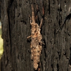 Coryphistes ruricola (Bark-mimicking Grasshopper) at Dunlop, ACT - 26 Dec 2018 by CathB