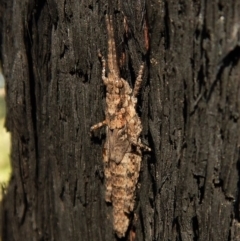 Coryphistes ruricola (Bark-mimicking Grasshopper) at Dunlop, ACT - 25 Dec 2018 by CathB