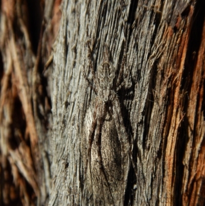 Tamopsis sp. (genus) (Two-tailed spider) at Aranda, ACT - 27 Dec 2018 by CathB
