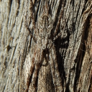 Tamopsis sp. (genus) at Aranda, ACT - 27 Dec 2018