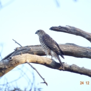 Accipiter fasciatus at Deakin, ACT - 24 Dec 2018