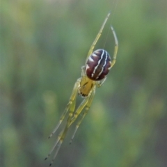 Deliochus pulcher (Beautiful Deliochus spider) at Aranda Bushland - 25 Dec 2018 by CathB