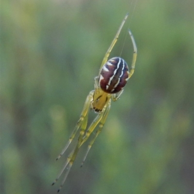 Deliochus pulcher (Beautiful Deliochus spider) at Aranda Bushland - 25 Dec 2018 by CathB