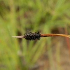 Hispellinus multispinosus (Spiny leaf beetle) at Mount Painter - 19 Dec 2018 by CathB