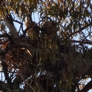 Accipiter fasciatus at Deakin, ACT - 2 Dec 2018