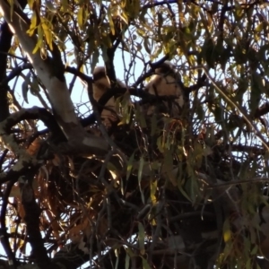 Accipiter fasciatus at Deakin, ACT - 2 Dec 2018