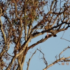 Accipiter fasciatus at Deakin, ACT - 2 Dec 2018