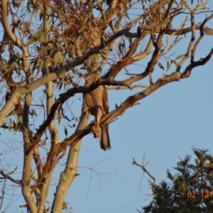 Accipiter fasciatus at Deakin, ACT - 2 Dec 2018