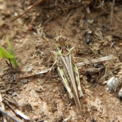 Oedaleus australis at Dunlop, ACT - 19 Dec 2018